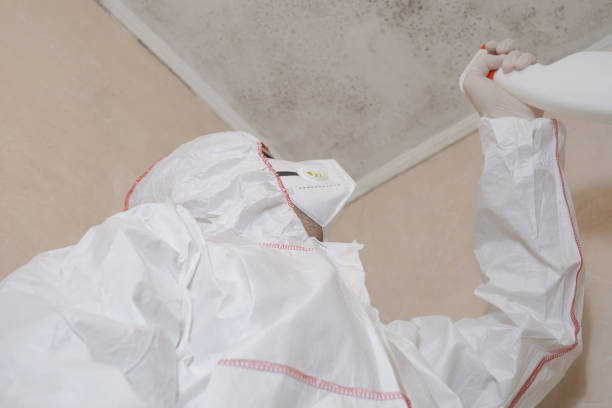 Why You Should Choose Our Mold Remediation Services in Hampton, IL